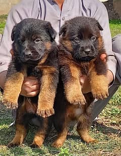 German shepherd puppies available for sale