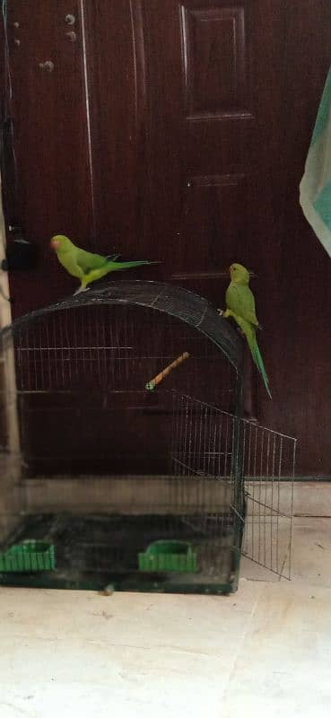 ringneck parrots 1