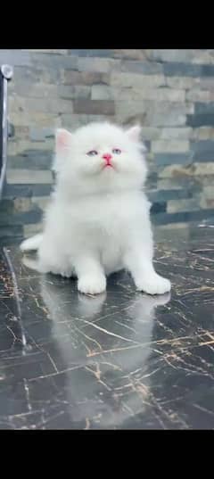 Persian cat for sale male and female my WhatsApp 03252452848