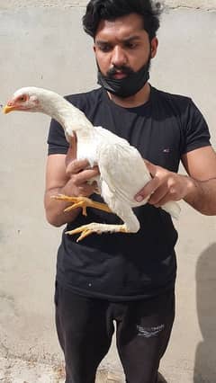 heera white pathi and mushki black aseel hen for sale