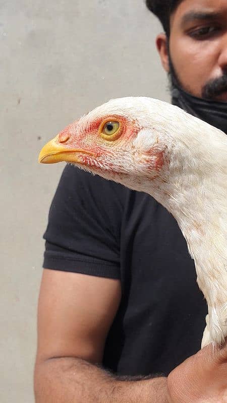 heera white pathi and mushki black aseel hen for sale 2