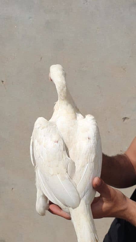 heera white pathi and mushki black aseel hen for sale 4