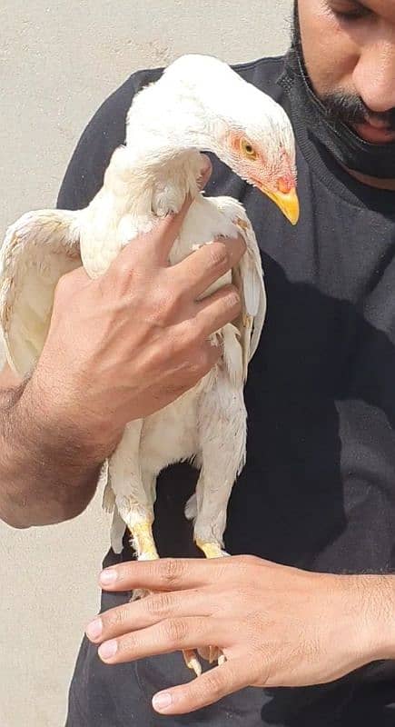 heera white pathi and mushki black aseel hen for sale 7