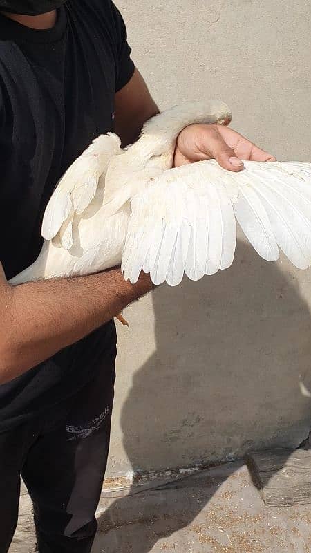 heera white pathi and mushki black aseel hen for sale 8