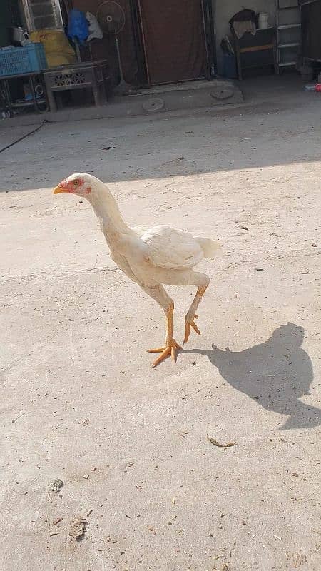 heera white pathi and mushki black aseel hen for sale 9