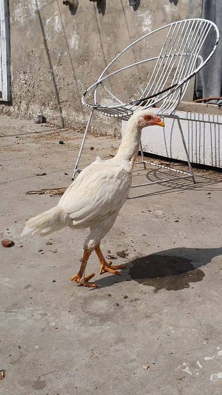 heera white pathi and mushki black aseel hen for sale 10