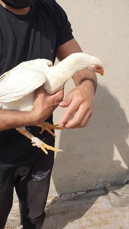 heera white pathi and mushki black aseel hen for sale 11