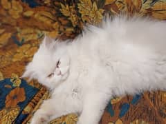 8 months old Persian cat