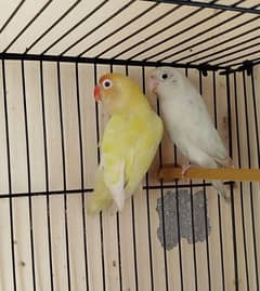 lovebirds for sale