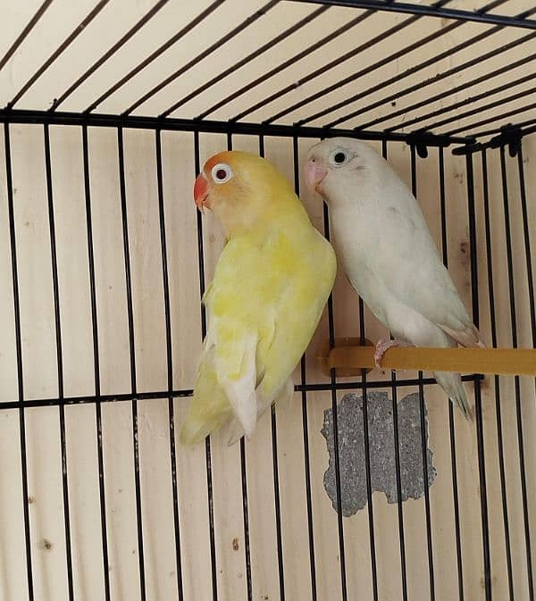 lovebirds for sale 0