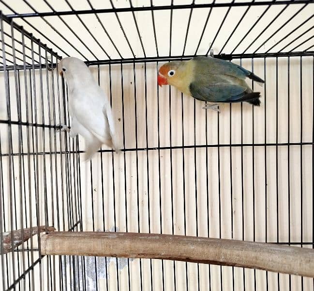 lovebirds for sale 1