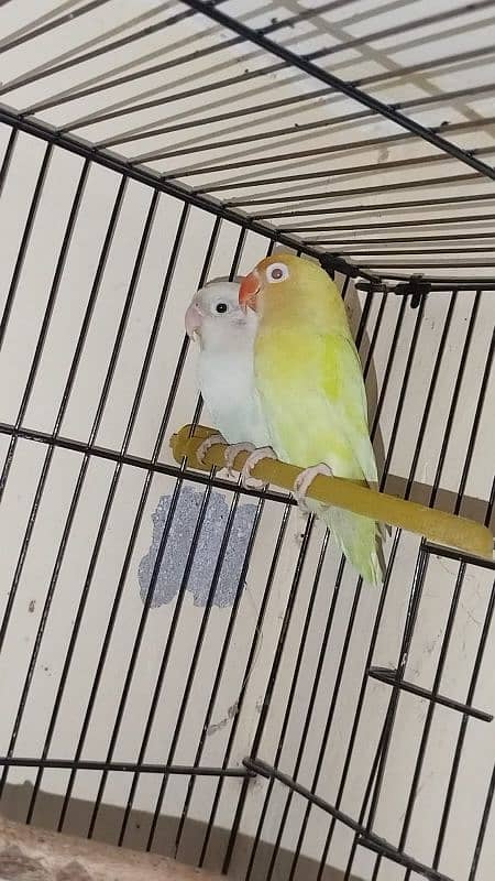 lovebirds for sale 3