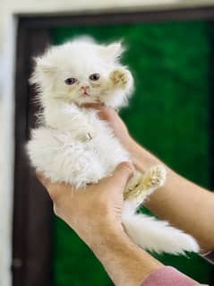 white punch face male  kitten for sale triple coated