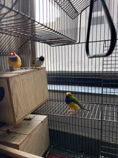 3 Gouldian Finches