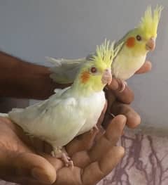 Cocktail chicks for hand tame