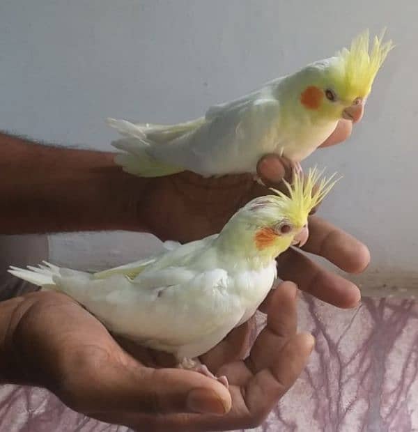 cocktail chicks hand tamed 2