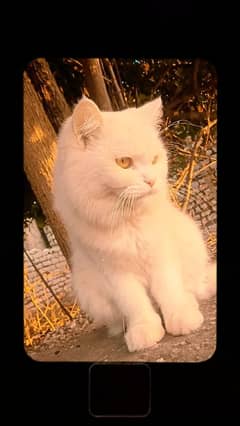 Persian cat for sale