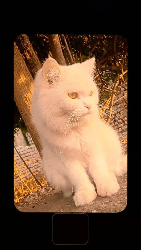 Persian cat for sale 0