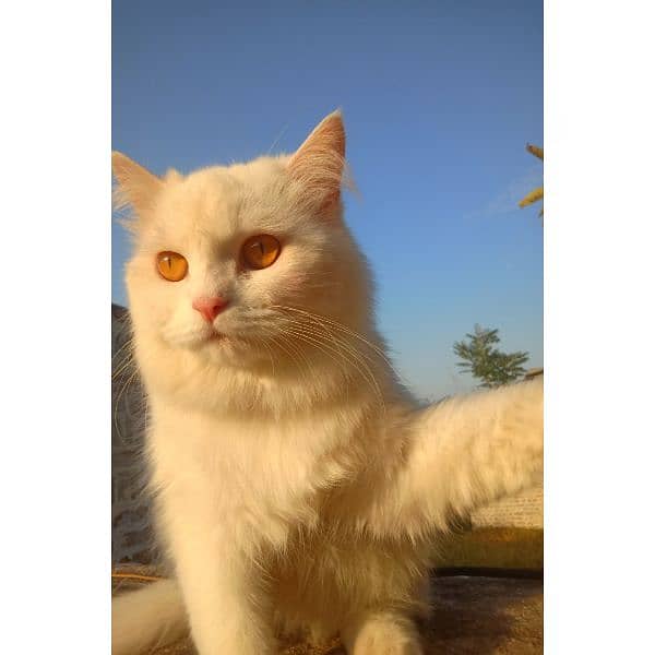 Persian cat for sale 2