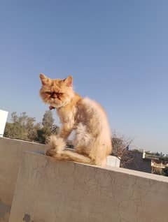 punch face male cat WhatsApp NUM 03065552120