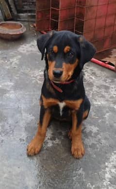 rottweiler male pup