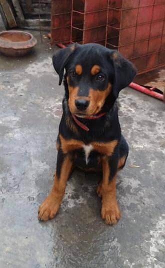 rottweiler male pup 0