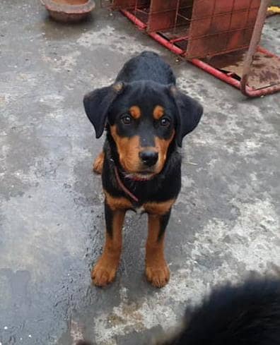 rottweiler male pup 1