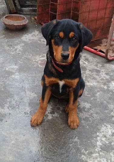 rottweiler male pup 2