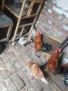 3 murga 4 murgia ha urgent sale sath ma ik cage ha