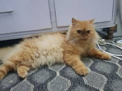 Persian cat for adoption