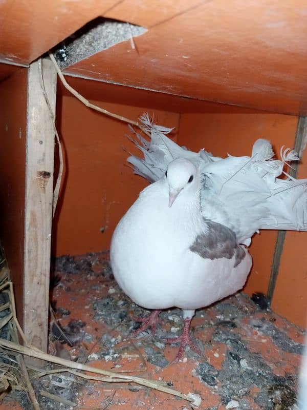 Indian lucky breeder pair 1