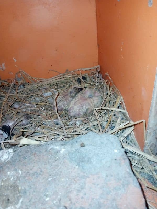 Indian lucky breeder pair 2