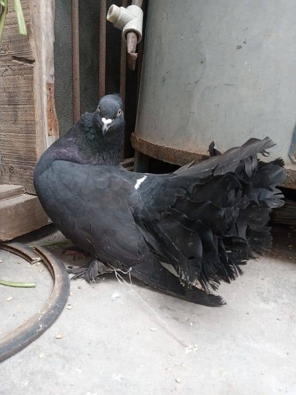 Indian lucky breeder pair 3