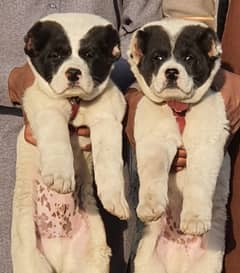 Alabai dog | King Alabai pair | security dog for sale | Alabai Breed