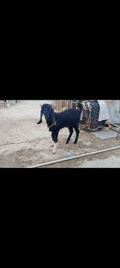 Black Bakra for sale