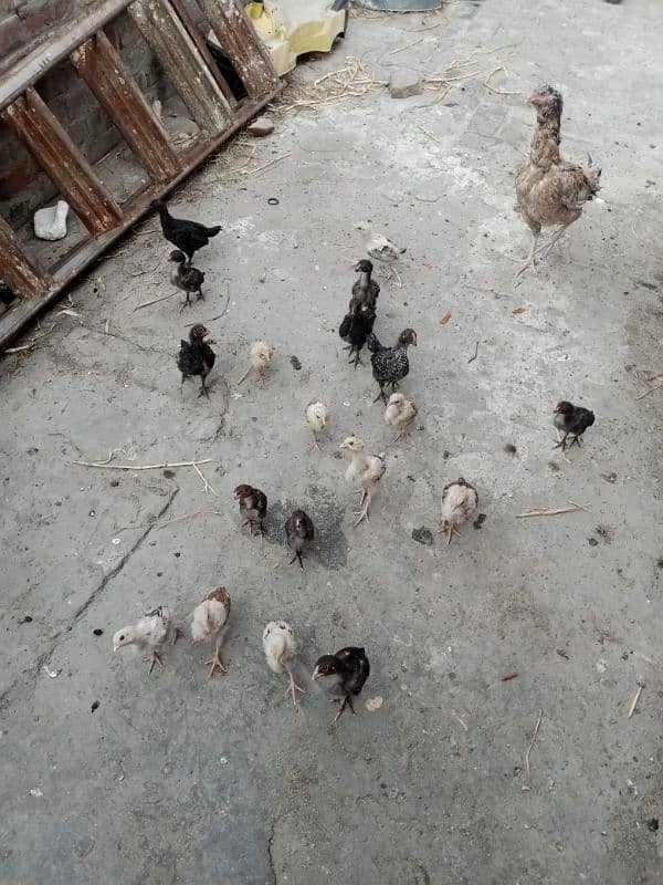 15 chicks 0