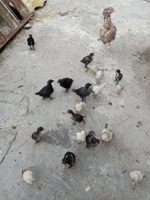 15 chicks 1