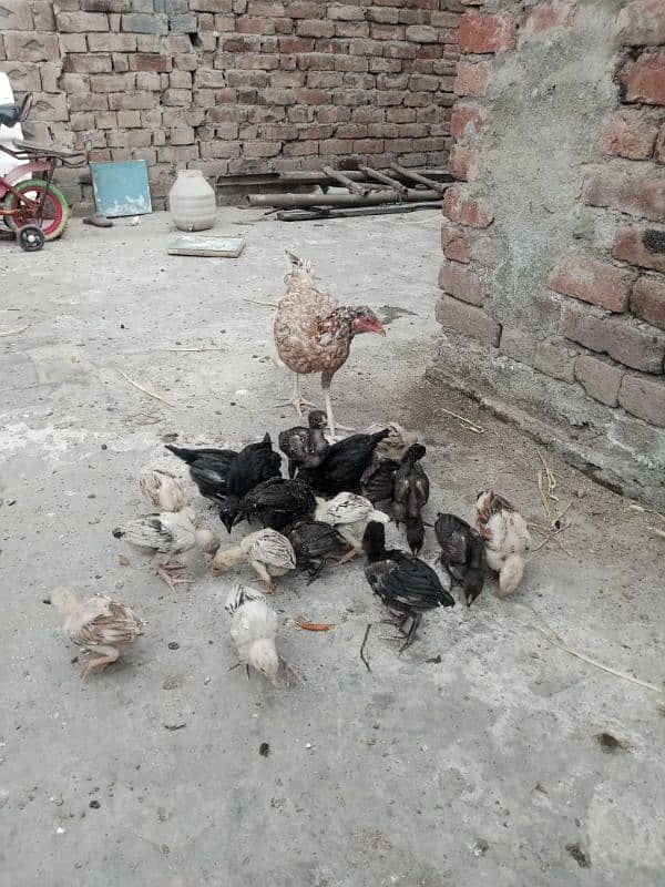 15 chicks 3