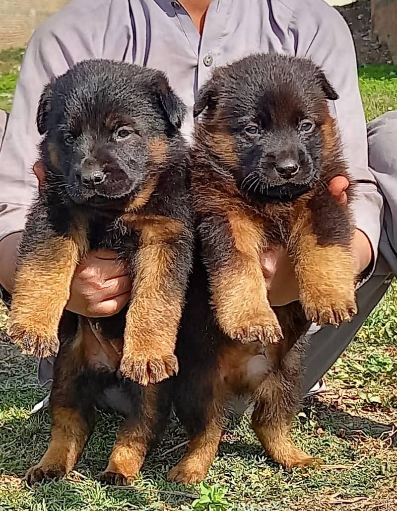 German shepherd puppies available for sale 0