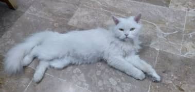 PURE WHITE TRIPPLE COAT . CAT IS VACCINATED & LITTER TRAINED