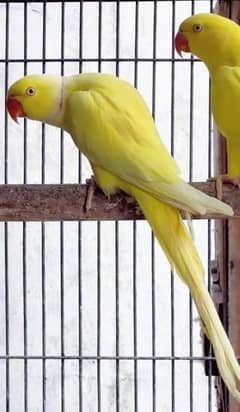 Yellow Ringneck pair with 3 eggs