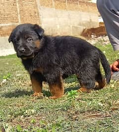 German shepherd female for sale