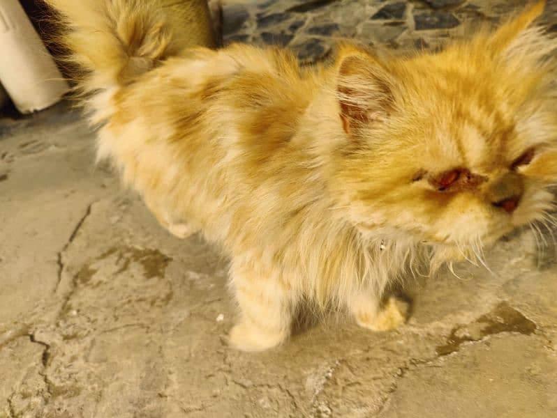 Persian brown cat 3