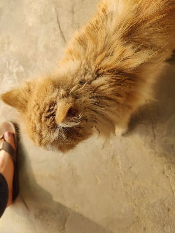 Persian brown cat 5