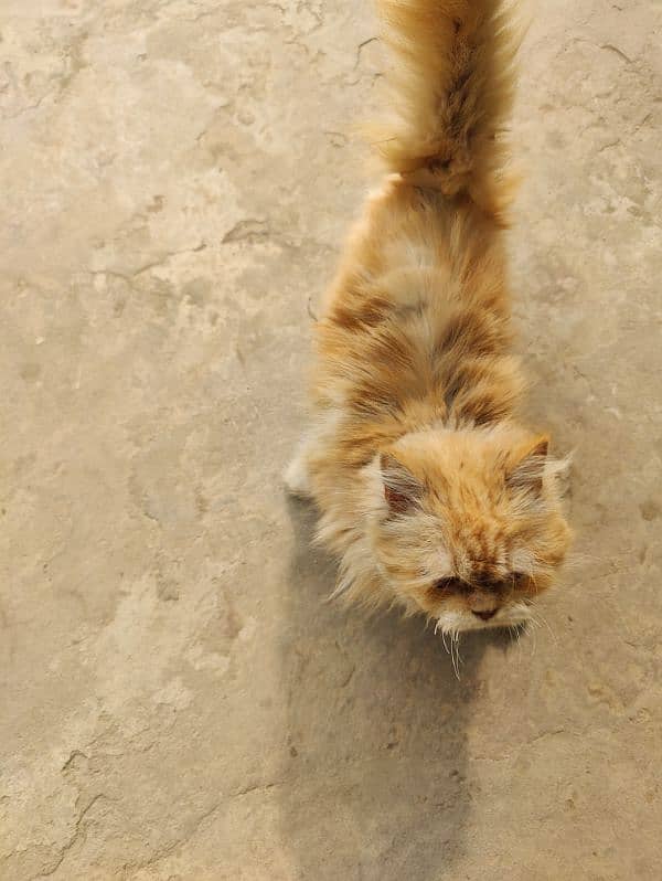 Persian brown cat 7