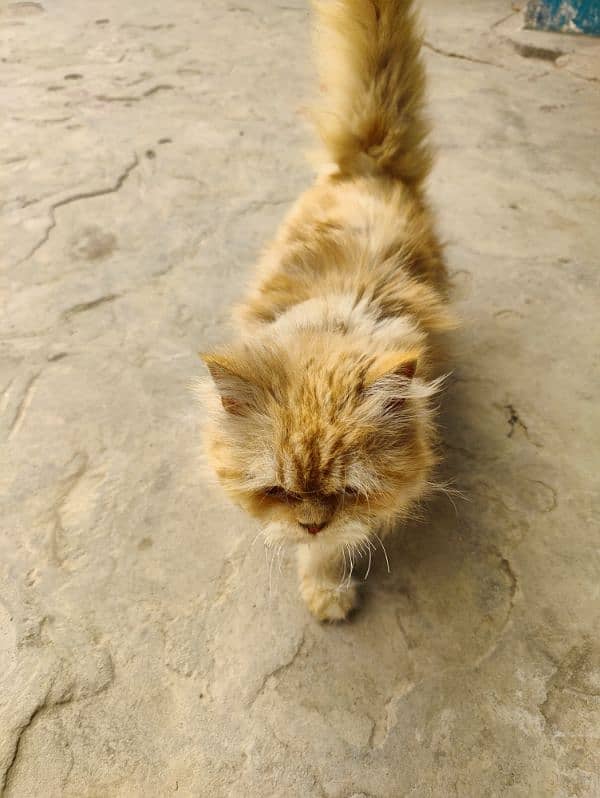 Persian brown cat 8