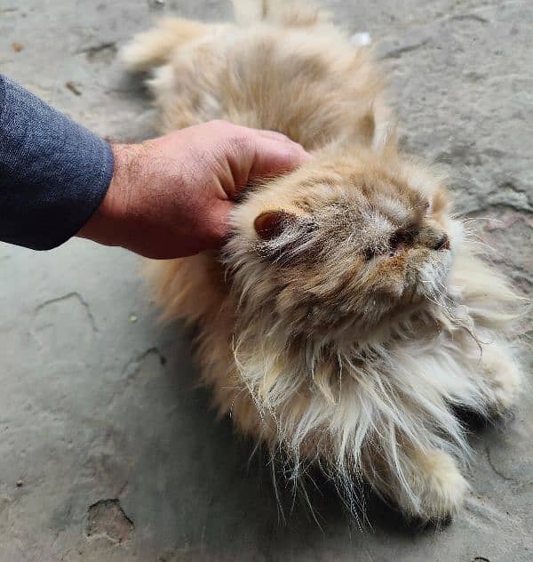 Persian brown cat 9