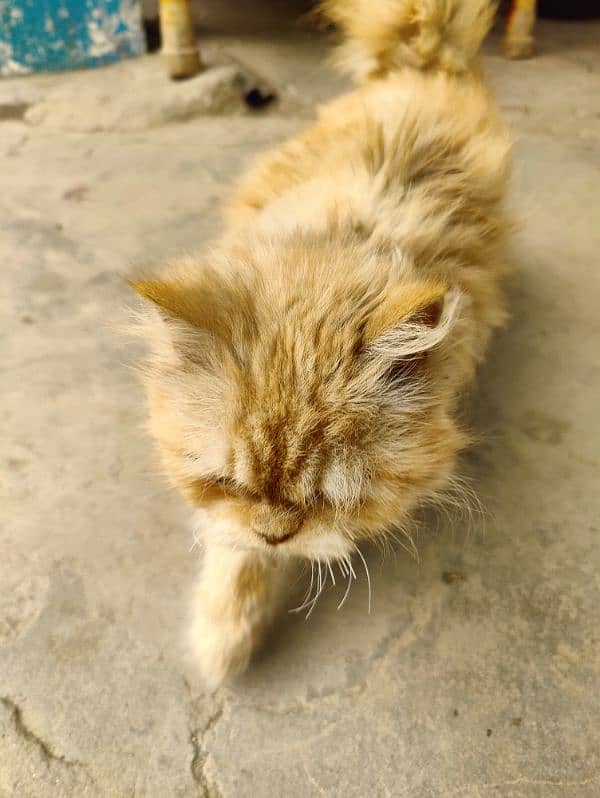 Persian brown cat 10