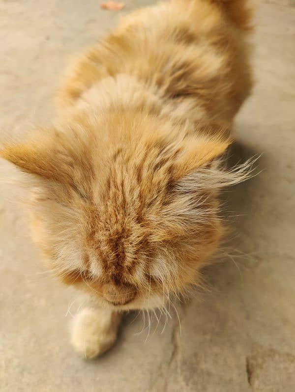 Persian brown cat 11