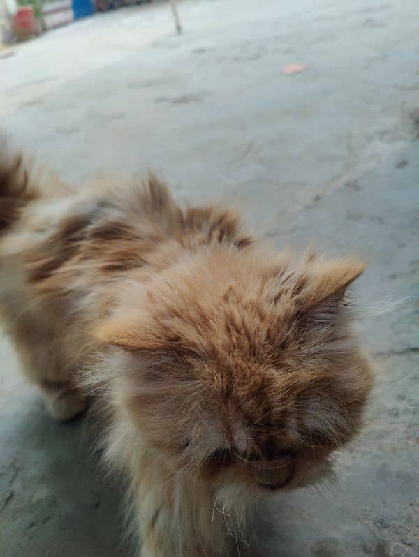 Persian brown cat 12